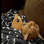 Oscar is registered to the contest to win money with this photo: cat, orange_tabby, blanket, couch, indoor, pet, animal, fur, relaxed, cozy, upside_down, curious, whiskers, ears, eyes, resting, comfortable, domestic_cat, feline, soft