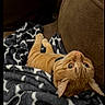 cat, orange_tabby, blanket, couch, indoor, pet, animal, fur, relaxed, cozy, upside_down, curious, whiskers, ears, eyes, resting, comfortable, domestic_cat, feline, soft