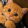 Oscar joined the competition — help win amazing prizes! animal, blanket, cat, close_up, cozy, cute, cute_pet, eyes, face, feline, fur, indoor, kitten, orange_tabby, paws, pet, portrait, resting, soft, whiskers
