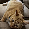 animal, cat, closeup, collar, comfortable, couch, curious, domestic_animal, ears, feline, fur, indoor, lying_down, mammal, orange_tabby, pet, relaxed, resting, soft, whiskers