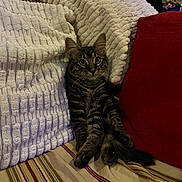 Chi Chi joined the competition — help win amazing prizes! animal, blanket, cat, comfort, couch, cozy, curious, ears, feline, fur, home, indoor, pet, pillow, relaxed, seated, striped, tabby, tail, whiskers