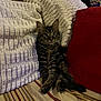 animal, blanket, cat, comfort, couch, cozy, curious, ears, feline, fur, home, indoor, pet, pillow, relaxed, seated, striped, tabby, tail, whiskers