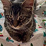 Chi Chi joined the competition — help win amazing prizes! animal, blanket, cat, christmas, close_up, cozy, cute, ears, eyes, feline, festive, fur, holiday, indoor, kitten, pattern, pet, tabby, whiskers, young