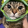 cat, tabby, close_up, costume, hat, green, dinosaur, wide_eyes, whiskers, pet, cute, animal, fur, indoor, portrait, face, mammal, domestic_animal, expression, hand