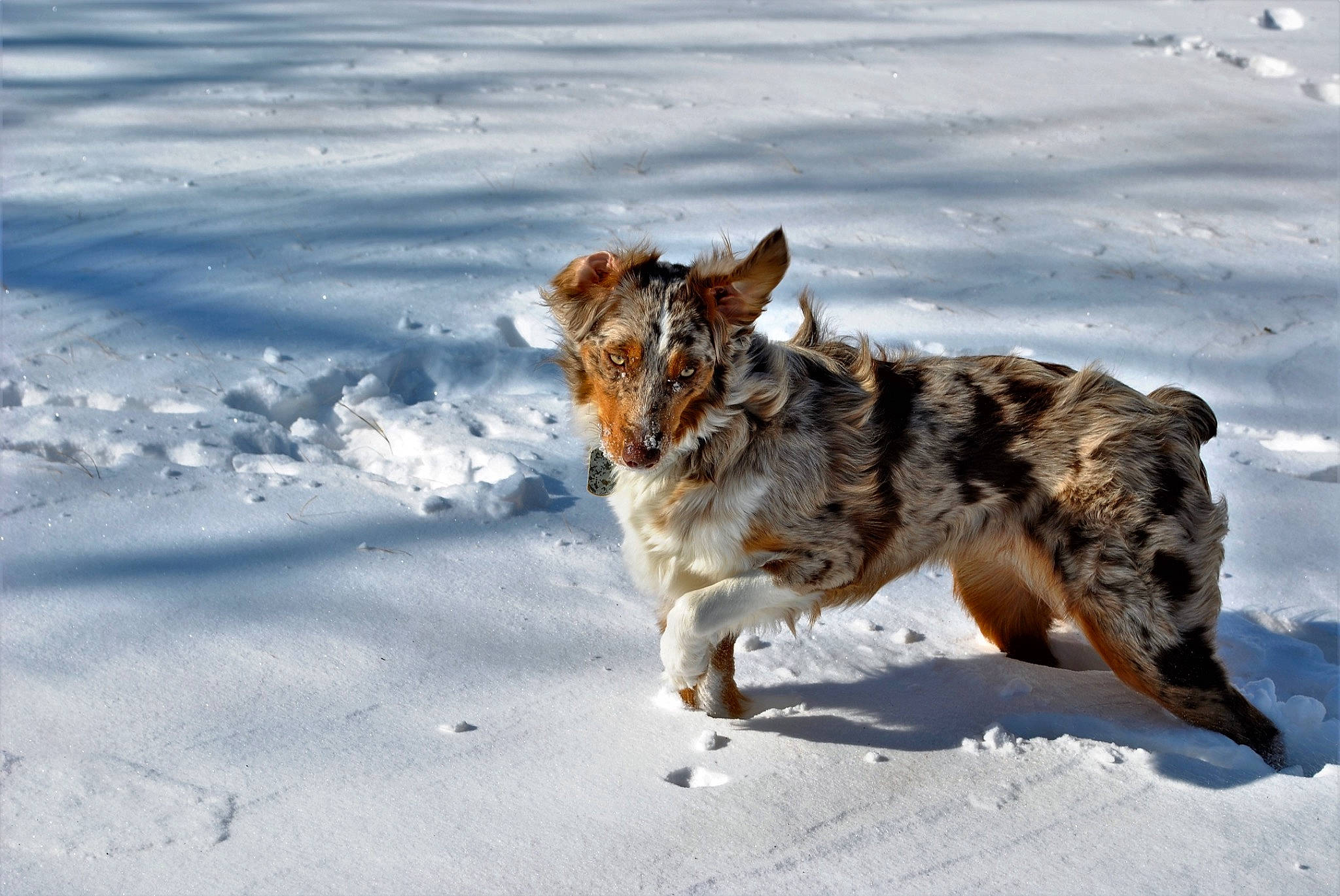 Timber is registered to the contest to win money with this photo: australian_shepherd, canis, carnivore, companion_dog, dog, dog_breed, dog_supply, freezing, fur, herding_dog, leash, paw, recreation, sled_dog, snout, snow, tail, winter, wolf, working_dog