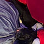 Axel joined the competition — help win amazing prizes! dog, black_dog, sleeping, blanket, clothing, tongue_out, cozy, indoor, resting, fabric, pile, comfort, relaxed, pet, fur, nap, home, soft, colorful, texture