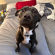 Axel joined the competition — help win amazing prizes! dog, black_dog, pet, bed, blanket, pillow, lamp, indoor, curious, looking_up, fur, collar, white_markings, cozy, room, furniture, domestic_animal, canine, animal, sleeping_area