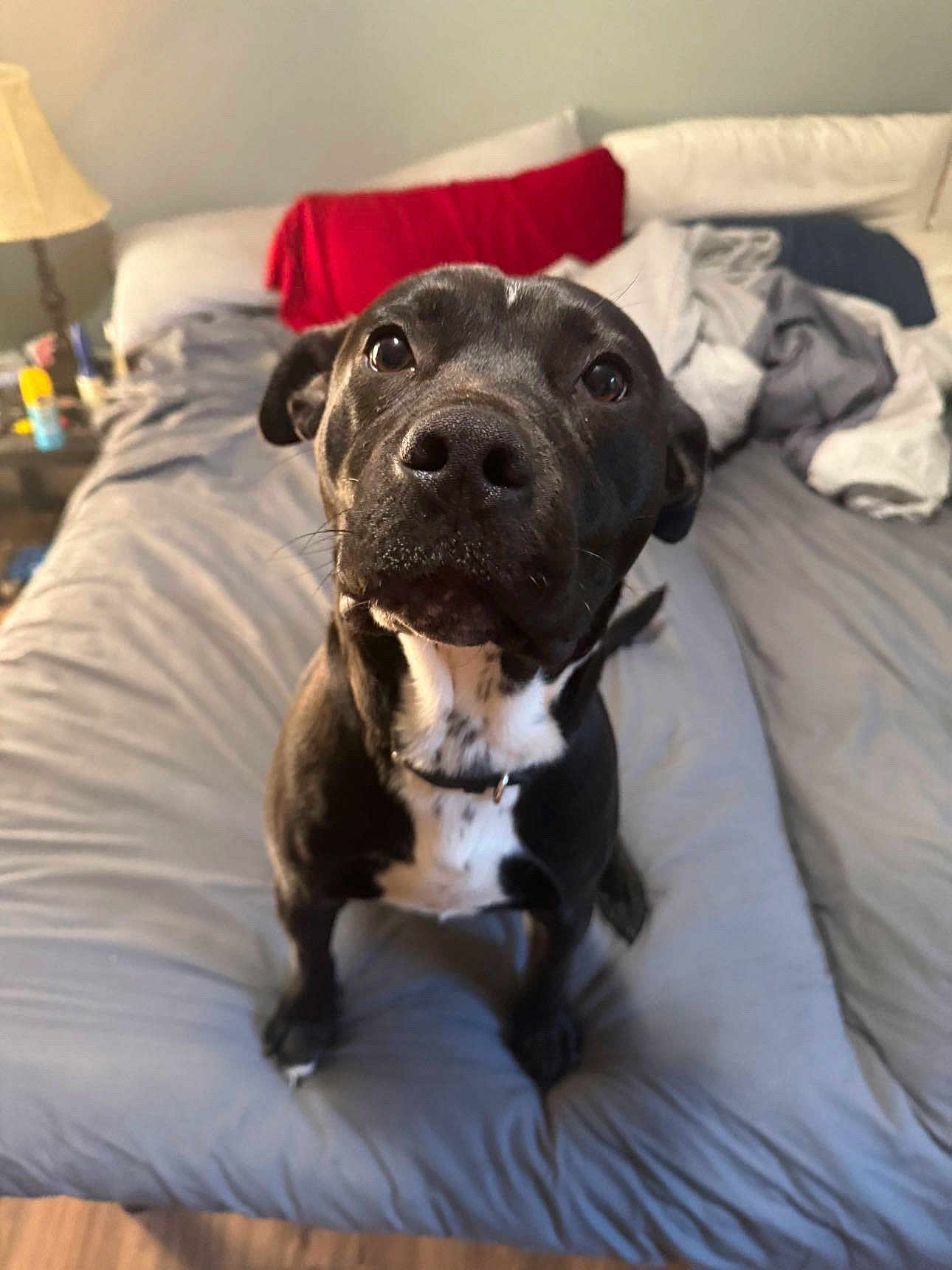 Axel joined the competition — help win amazing prizes! dog, black_dog, pet, bed, blanket, pillow, lamp, indoor, curious, looking_up, fur, collar, white_markings, cozy, room, furniture, domestic_animal, canine, animal, sleeping_area