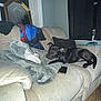 Axel is registered to the contest to win money with this photo: dog, cat, couch, blanket, living_room, window, mirror, clothing, black_dog, white_cat, pet, furniture, wood_floor, curtains, game_controller, relaxed, indoor, animal, home, cozy