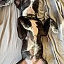 dog, black_dog, white_spots, lying_down, on_back, collar, indoor, bed_sheet, relaxed, sleeping, pet, canine, resting, jeans, human_leg, paw, fur, domestic_animal, comfortable, nap