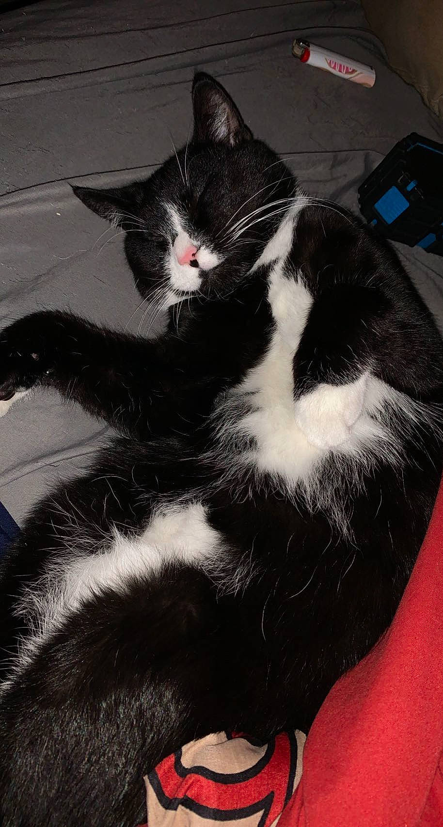 Kroll joined the competition — help win amazing prizes! black_cat, carnivore, cat, claw, comfort, domestic_short_haired_cat, eye, felidae, foot, fur, human_leg, mammal, monochrome, monochrome_photography, paw, small_to_medium_sized_cats, snout, tail, whiskers