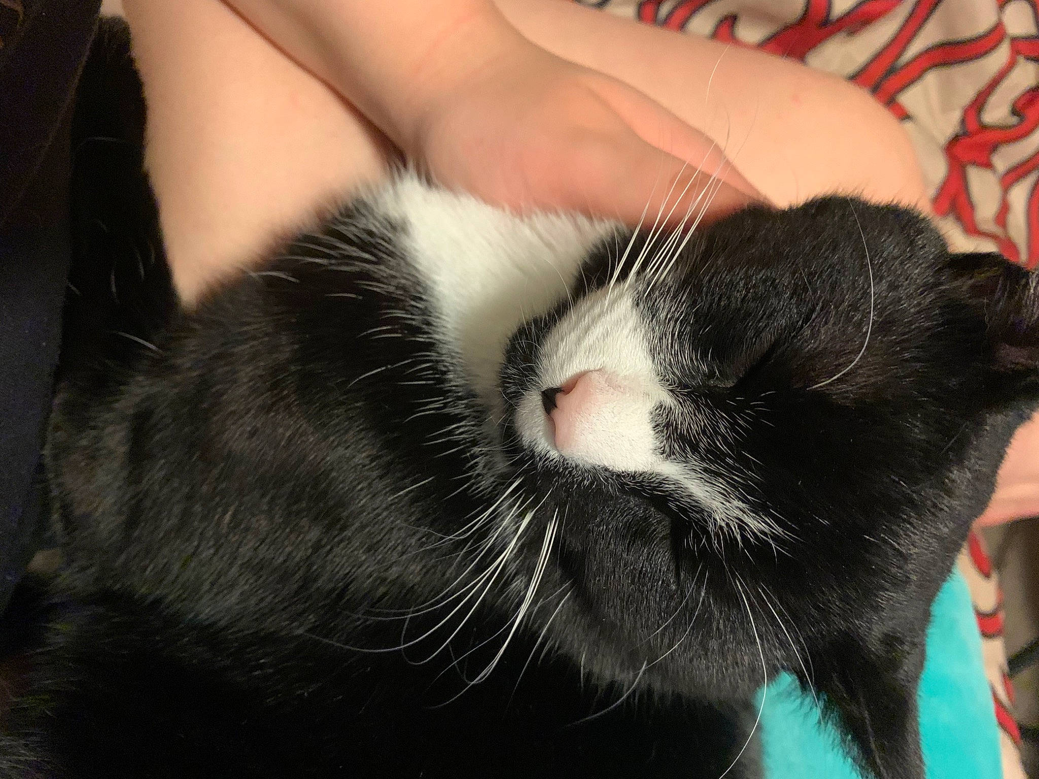 Kroll is registered to the contest to win money with this photo: carnivore, cat, claw, comfort, domestic_short_haired_cat, felidae, flesh, foot, fur, head, human_leg, nap, paw, sitting, small_to_medium_sized_cats, snout, tail, terrestrial_animal, whiskers