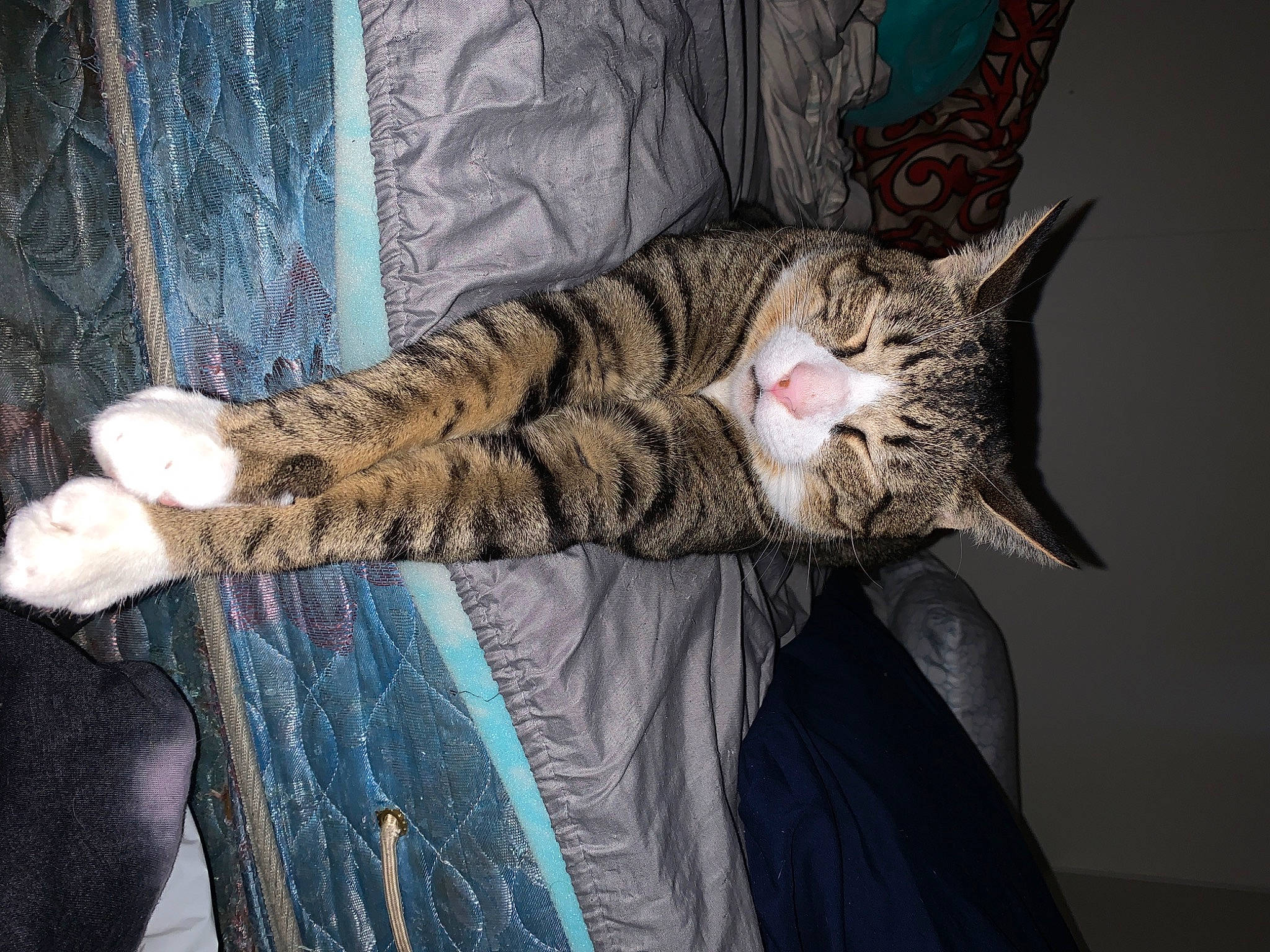 Oliver joined the competition — help win amazing prizes! carnivore, cat, claw, comfort, darkness, domestic_short_haired_cat, felidae, fur, nap, pattern, paw, sleep, small_to_medium_sized_cats, tail, whiskers