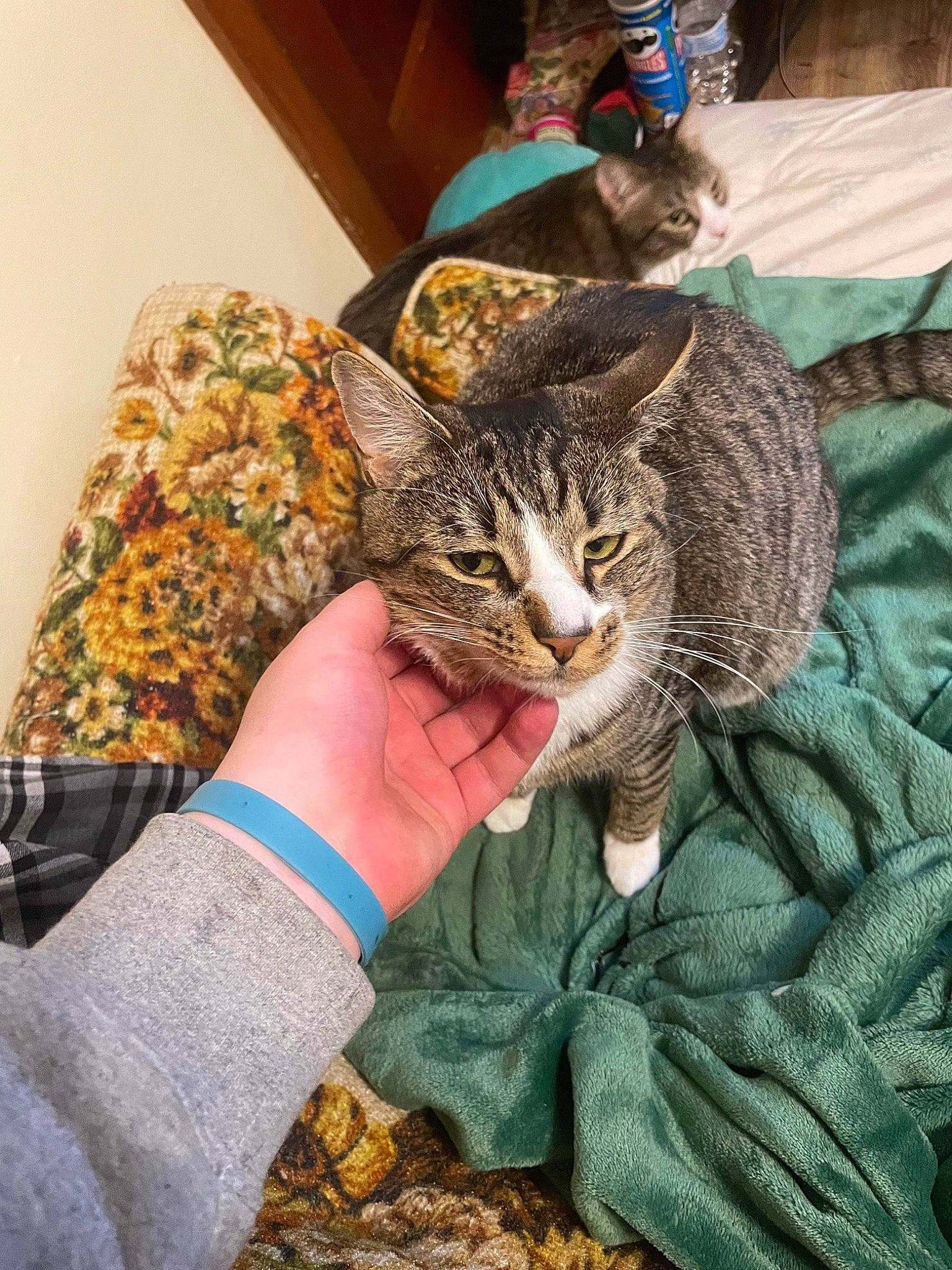 Felix is registered to the contest to win money with this photo: carnivore, cat, claw, comfort, domestic_short_haired_cat, felidae, fur, hat, human_leg, linens, nail, pattern, paw, small_to_medium_sized_cats, tail, terrestrial_animal, whiskers