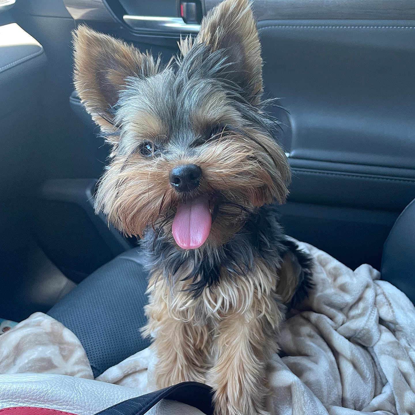 Oso is registered to the contest to win money with this photo: accessories, animal, belt, bodypart, canine, car, car_interior, carseat, couch, cushion, dog, furniture, homedecor, mouth, person, pet, puppy, terrier, transportation, vehicle