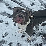 Zion Eclipse joined the competition — help win amazing prizes! dog, snow, paw_prints, leash, outdoor, winter, canine, animal, pet, curious, snowy_ground, walking, cold, fur, muzzle, ears, looking_up, black_and_white, playful, daylight