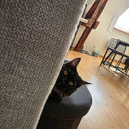 Arlo participe au concours pour gagner de l'argent avec cette photo : cat, black_cat, peeking, curious, living_room, wooden_floor, couch, furniture, window, plant, sunlight, home, interior, cozy, pet, animal, yellow_eyes, hiding, playful, indoor