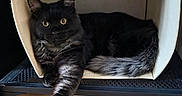 Arlo participe au concours pour gagner de l'argent avec cette photo : animal, black_cat, box, cat, cute, ears, fabric_box, feline, fluffy, fur, home, indoor, paw, pet, relaxed, resting, shelf, tail, whiskers, wooden_floor