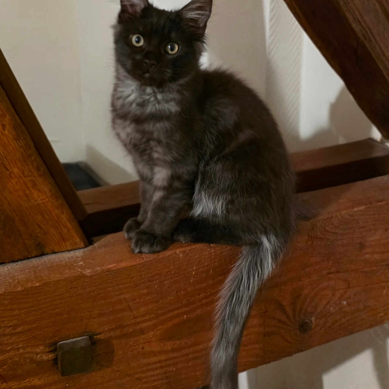 Arlo a rejoint le concours — aidez-le/la à gagner de superbes lots ! kitten, cat, indoor, wood, beam, perched, curious, fur, tail, pet, animal, mammal, feline, young, cute, sitting, looking, brown, gray, house