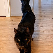 Arlo a rejoint le concours — aidez-le/la à gagner de superbes lots ! animal, black_cat, cat, confident, curled_tail, cute, domestic_cat, eye_contact, feline, floor, fur, hallway, house, indoor, pet, tail_up, walking, wooden_floor, yellow_eyes, young_cat