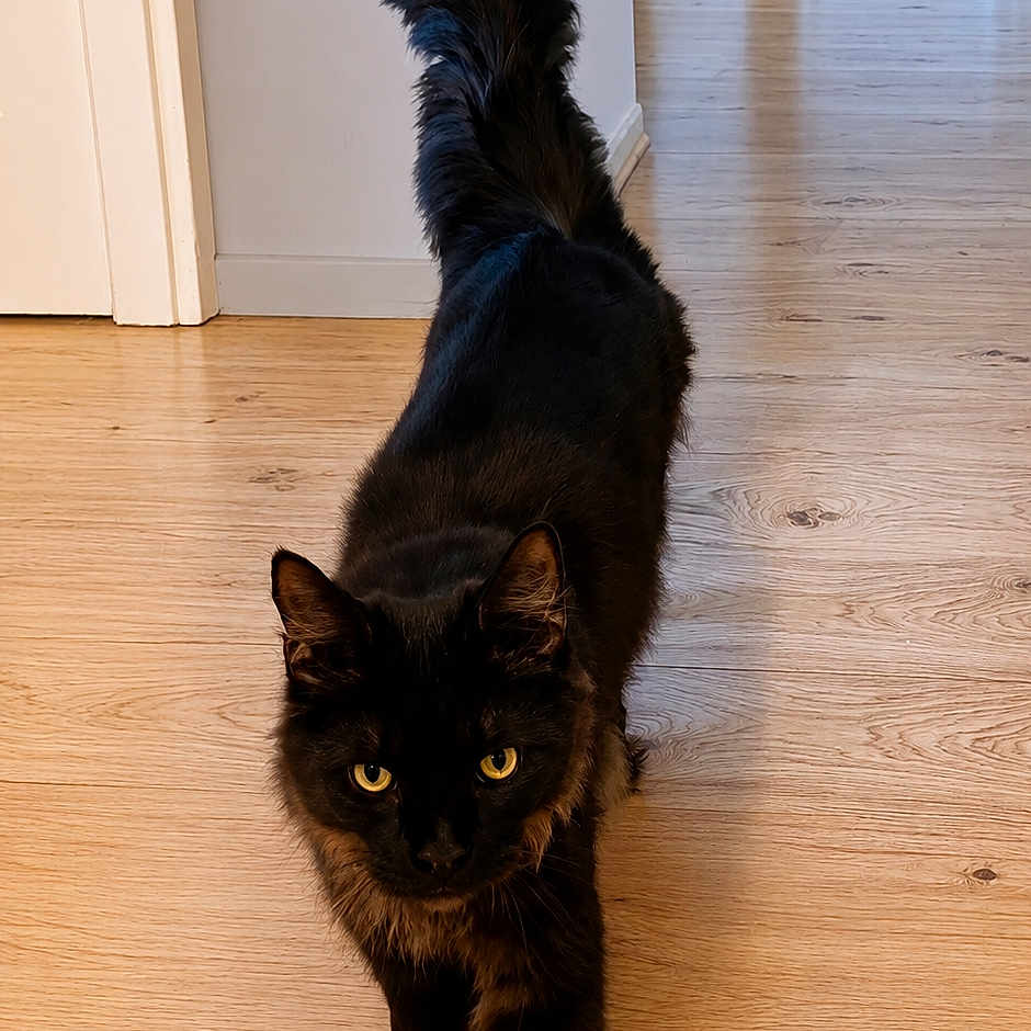 Arlo a rejoint le concours — aidez-le/la à gagner de superbes lots ! animal, black_cat, cat, confident, curled_tail, cute, domestic_cat, eye_contact, feline, floor, fur, hallway, house, indoor, pet, tail_up, walking, wooden_floor, yellow_eyes, young_cat