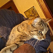 Pooh Pooh is registered to the contest to win money with this photo: animal, brown, cat, closeup, cozy, curious, domestic, door, fur, furniture, hand, holding, human, indoor, person, pet, striped, tabby_cat, wall, warm_lighting