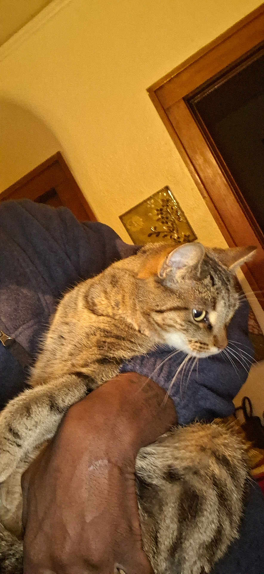 Pooh Pooh is registered to the contest to win money with this photo: animal, brown, cat, closeup, cozy, curious, domestic, door, fur, furniture, hand, holding, human, indoor, person, pet, striped, tabby_cat, wall, warm_lighting