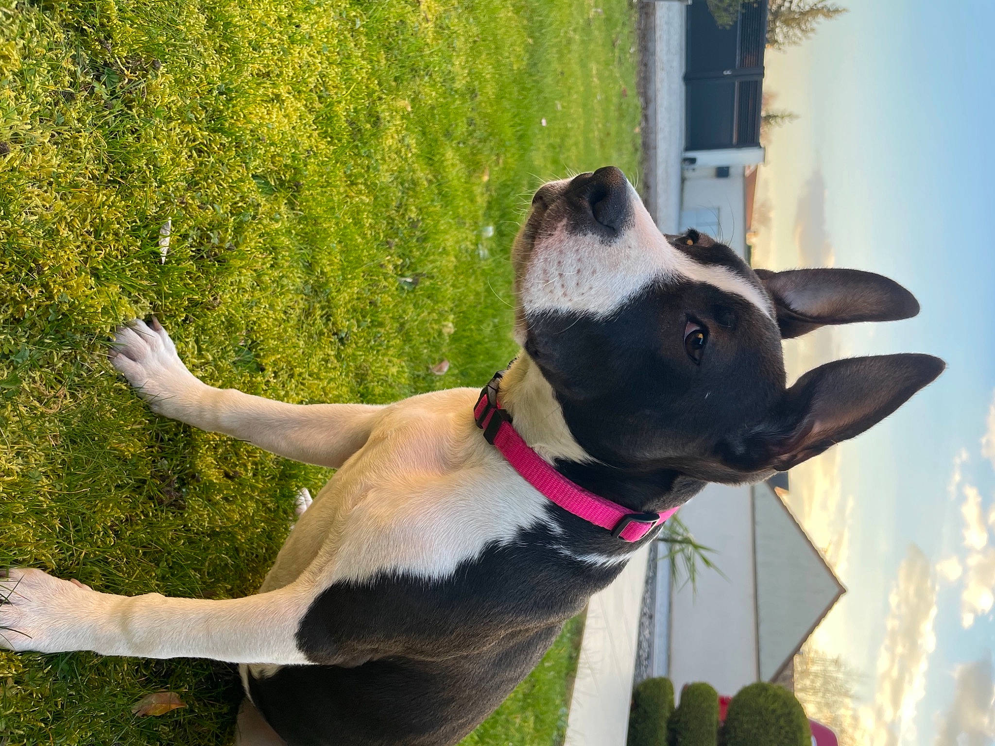 Mara a rejoint le concours — aidez-le/la à gagner de superbes lots ! art, canidae, carnivore, cloud, collar, companion_dog, dog, dog_breed, dog_collar, dog_supply, fawn, grass, pet_supply, plant, sky, snout, sporting_group, tail, window, working_animal