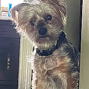 Ritchie joined the competition — help win amazing prizes! dog, pet, curious, tilted_head, fur, collar, indoor, home, cabinet, wood_floor, light, shadow, small_dog, looking, animal, cute, companion, domestic, curiosity, portrait