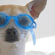Freud participe au concours pour gagner de l'argent avec cette photo : accessory, animal, blue, closeup, cute, dog, ears, expressionless, eyewear, face, funny, goggles, indoor, looking_at_camera, nose, pet, portrait, small_dog, whiskers, white_background