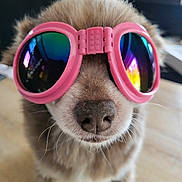 Idole a rejoint le concours — aidez-le/la à gagner de superbes lots ! accessory, animal, close_up, colorful, cute, dog, eyewear, face, fashion, fluffy, funny, indoor, nose, pet, pink, portrait, reflection, sunglasses, wearing, wooden_floor