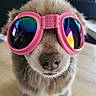 accessory, animal, close_up, colorful, cute, dog, eyewear, face, fashion, fluffy, funny, indoor, nose, pet, pink, portrait, reflection, sunglasses, wearing, wooden_floor