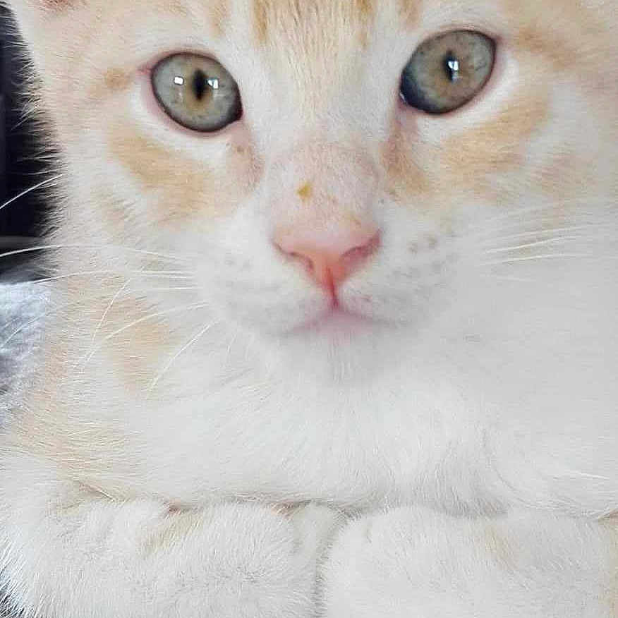 Moustache