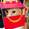 Moustache a rejoint le concours — aidez-le/la à gagner de superbes lots ! animal, box, cardboard, cat, closeup, container, curious, cute, eyes, face, funny, hand, happy_meal, indoor, mcdonalds, orange_cat, pet, playful, smile, yellow_red