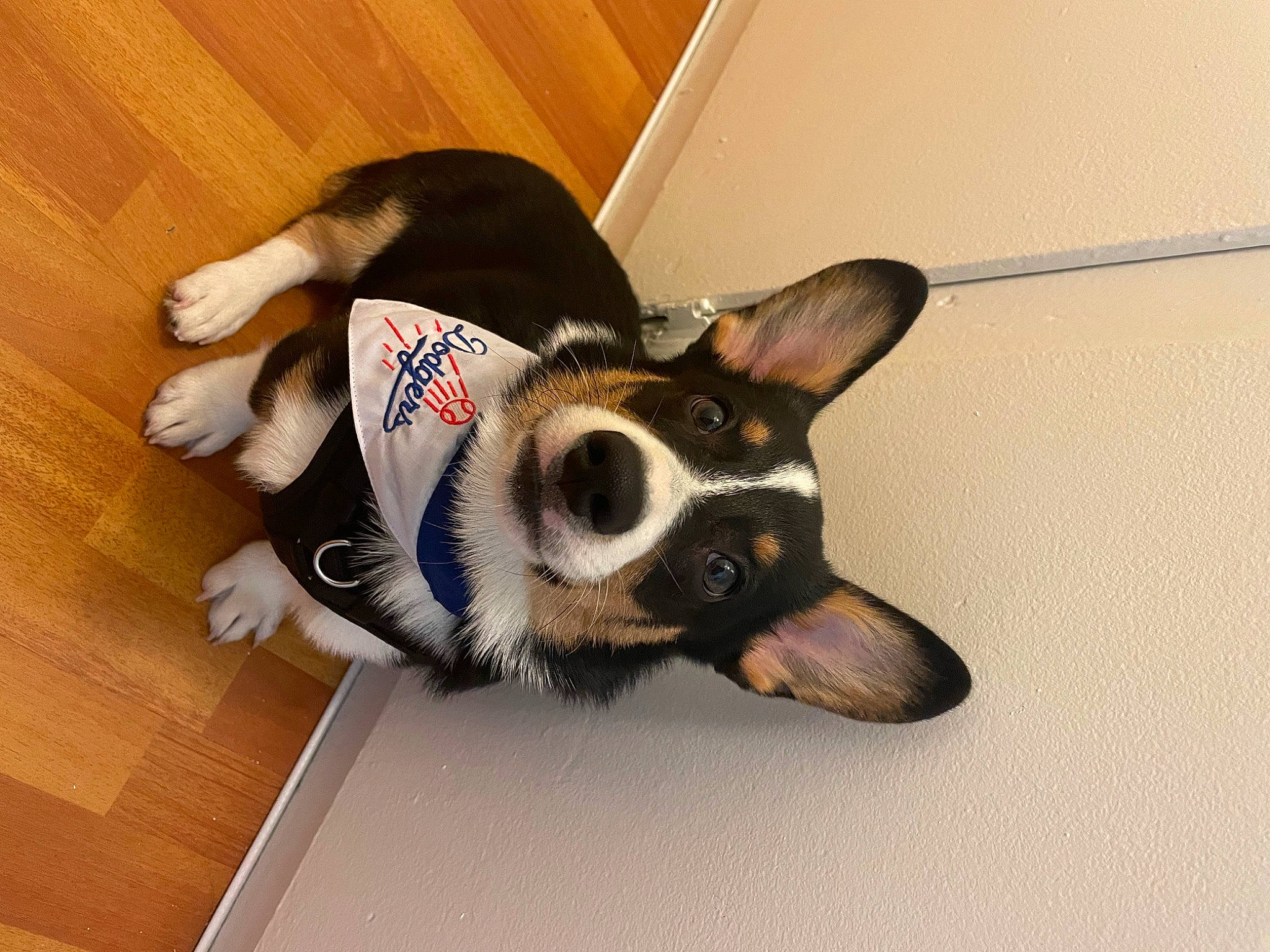 Winston is registered to the contest to win money with this photo: canidae, carnivore, comfort, companion_dog, dog, dog_breed, ear, flooring, foot, fur, hardwood, paw, snout, sporting_group, tail, whiskers, wood, wood_flooring, wood_stain, working_animal