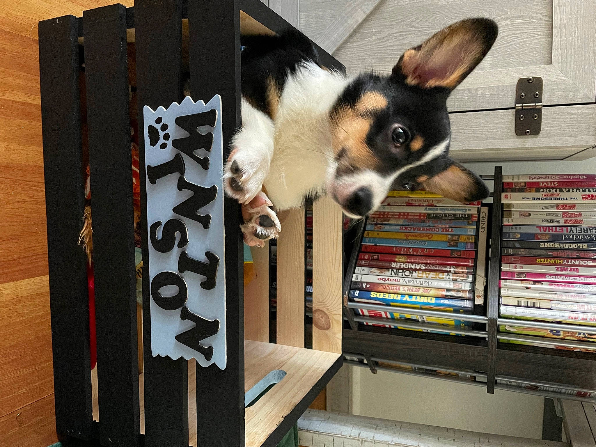 Winston joined the competition — help win amazing prizes! animal_shelter, bookcase, canidae, carnivore, companion_dog, dog, dog_breed, dog_supply, fur, hardwood, pet_supply, publication, shelf, shelving, snout, sporting_group, toy_dog, whiskers, wood, working_animal