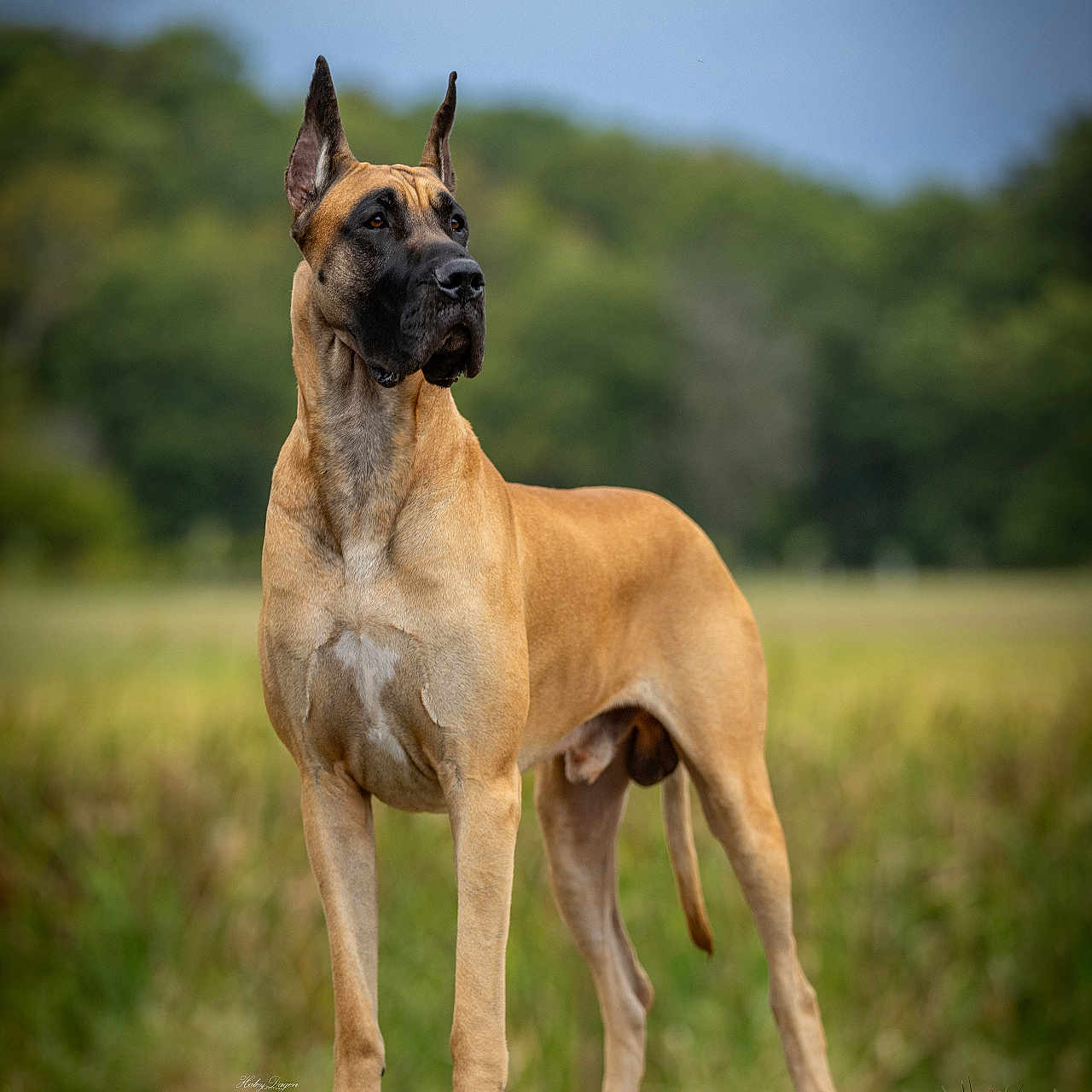 Captain joined the competition — help win amazing prizes! alert, animal, black_muzzle, brown_fur, canine, daylight, dog, ears_up, field, grass, great_dane, majestic, mammal, nature, outdoor, pet, portrait, standing, stone, watchful