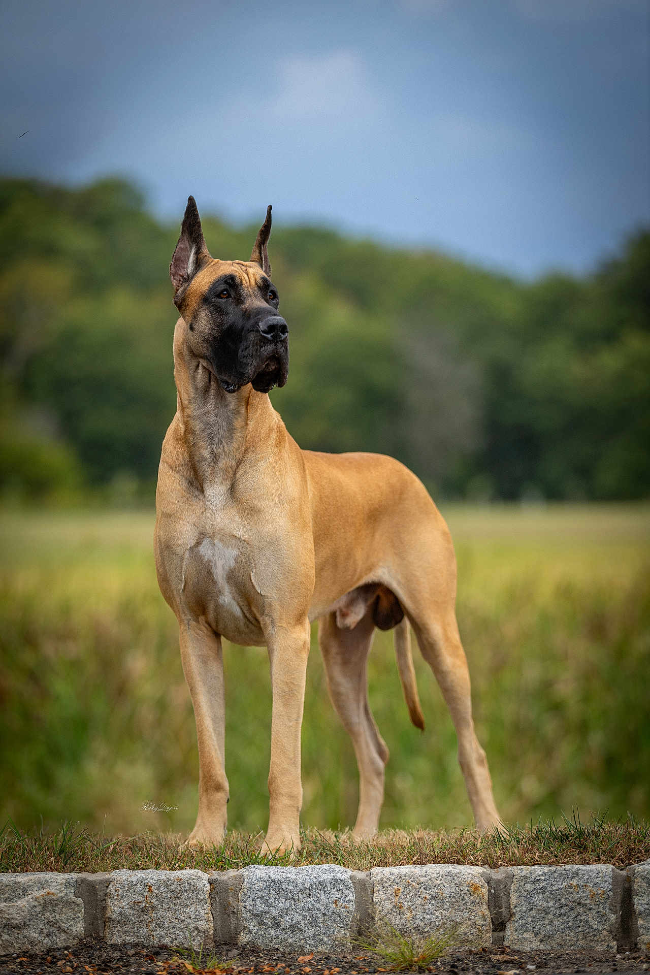 Captain joined the competition — help win amazing prizes! dog, great_dane, canine, outdoor, animal, standing, alert, ears_up, brown_fur, black_muzzle, grass, stone, nature, portrait, mammal, pet, field, daylight, watchful, majestic