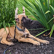 Captain is registered to the contest to win money with this photo: dog, puppy, great_dane, ear_taping, garden_bed, mulch, green_plants, outdoor, animal, pet, canine, lying_down, young, ears_taped, collar, leash, nature, grass, closeup, side_view
