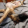 Captain joined the competition — help win amazing prizes! dog, bed, quilt, sleeping, relaxed, indoor, brown, black, large_dog, paw, fur, pet, canine, resting, animal, comfort, cozy, muzzle, legs, blanket