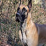 Captain joined the competition — help win amazing prizes! dog, great_dane, animal, outdoor, nature, canine, alert, standing, tan, black, fur, sunlight, wild, branches, foliage, pet, mammal, portrait, quiet, watchful