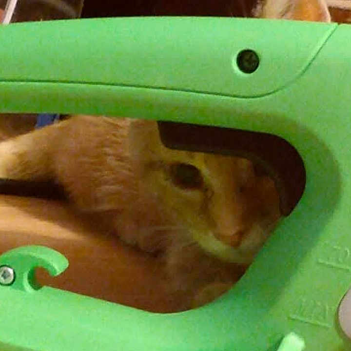 Matches joined the competition — help win amazing prizes! abyssinian, animal, appliance, blackcat, cat, computer, computerhardware, device, egyptiancat, electricaldevice, electronics, hardware, indoors, kitten, laptop, mouse, pc, pet, phone, sewing