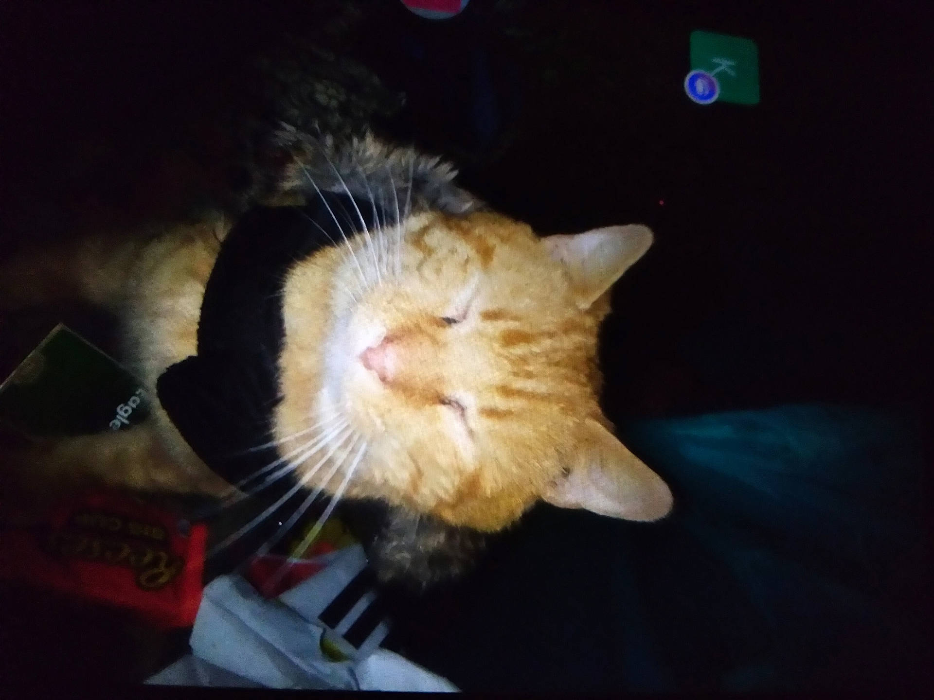 Matches is registered to the contest to win money with this photo: abyssinian, accessories, animal, bag, blackcat, bodypart, box, cat, computer, electronics, kitten, laptop, manx, mouth, pc, person, pet, siamese, sleeping, strap