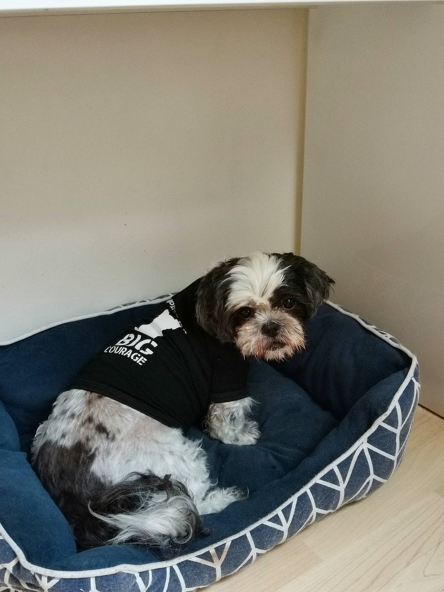 Lilou a rejoint le concours — aidez-le/la à gagner de superbes lots ! canidae, carnivore, club_chair, comfort, companion_dog, couch, dog, dog_bed, dog_breed, dog_supply, liver, pet_supply, pillow, rectangle, small_terrier, sporting_group, terrier, toy_dog, water_dog, working_animal