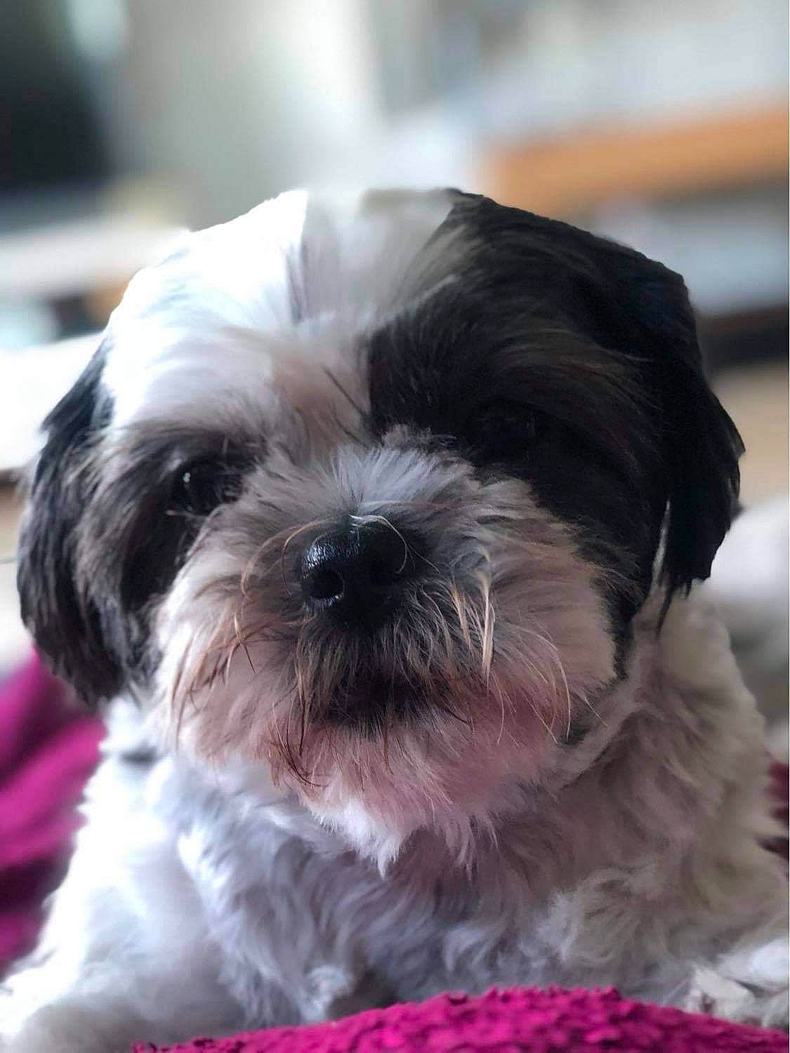 Lilou participe au concours pour gagner de l'argent avec cette photo : canidae, carnivore, comfort, companion_dog, dog, dog_breed, fur, liver, mal_shi, maltepoo, shih_poo, shih_tzu, small_terrier, snout, sporting_group, terrestrial_animal, terrier, toy_dog, water_dog, working_animal