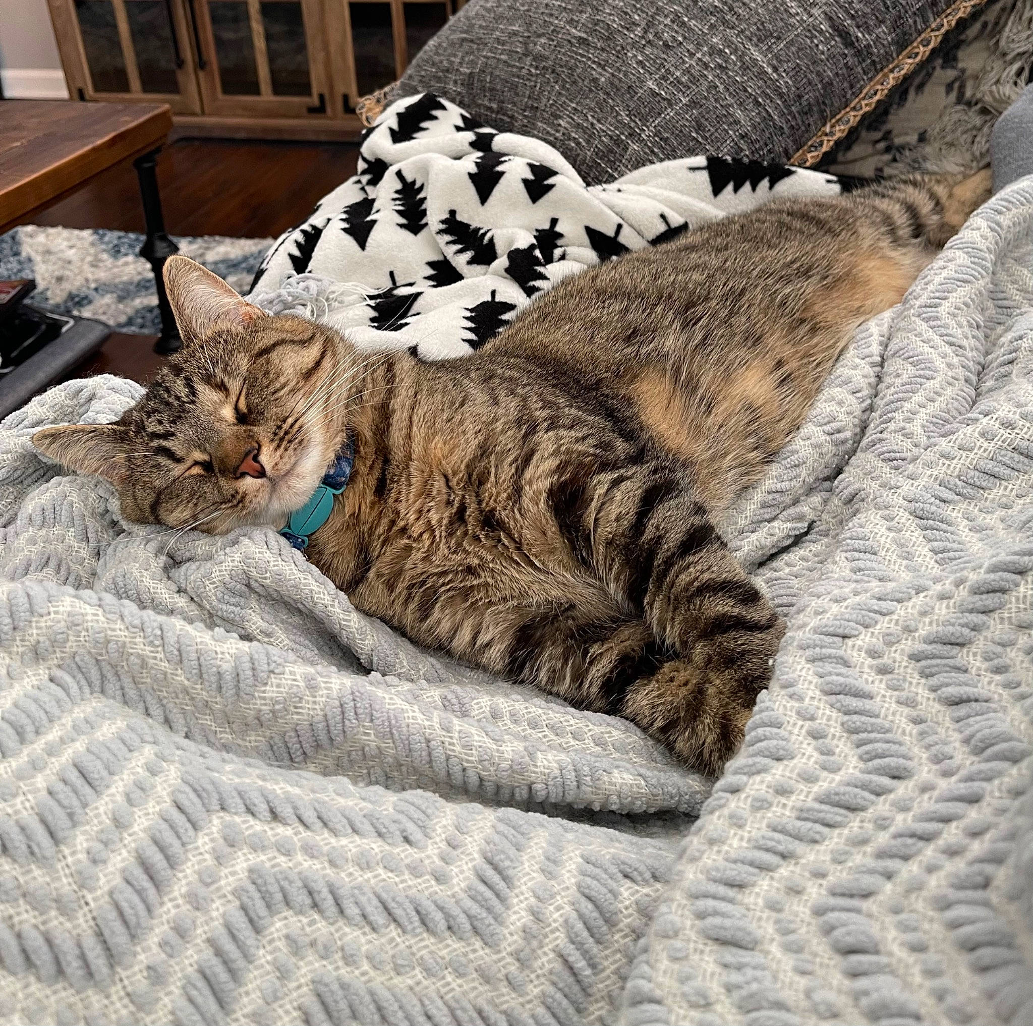 Georgia joined the competition — help win amazing prizes! bedding, carnivore, cat, cat_bed, cat_supply, claw, comfort, domestic_short_haired_cat, felidae, fur, linens, nap, pattern, paw, sleep, small_to_medium_sized_cats, snout, tail, terrestrial_animal, whiskers