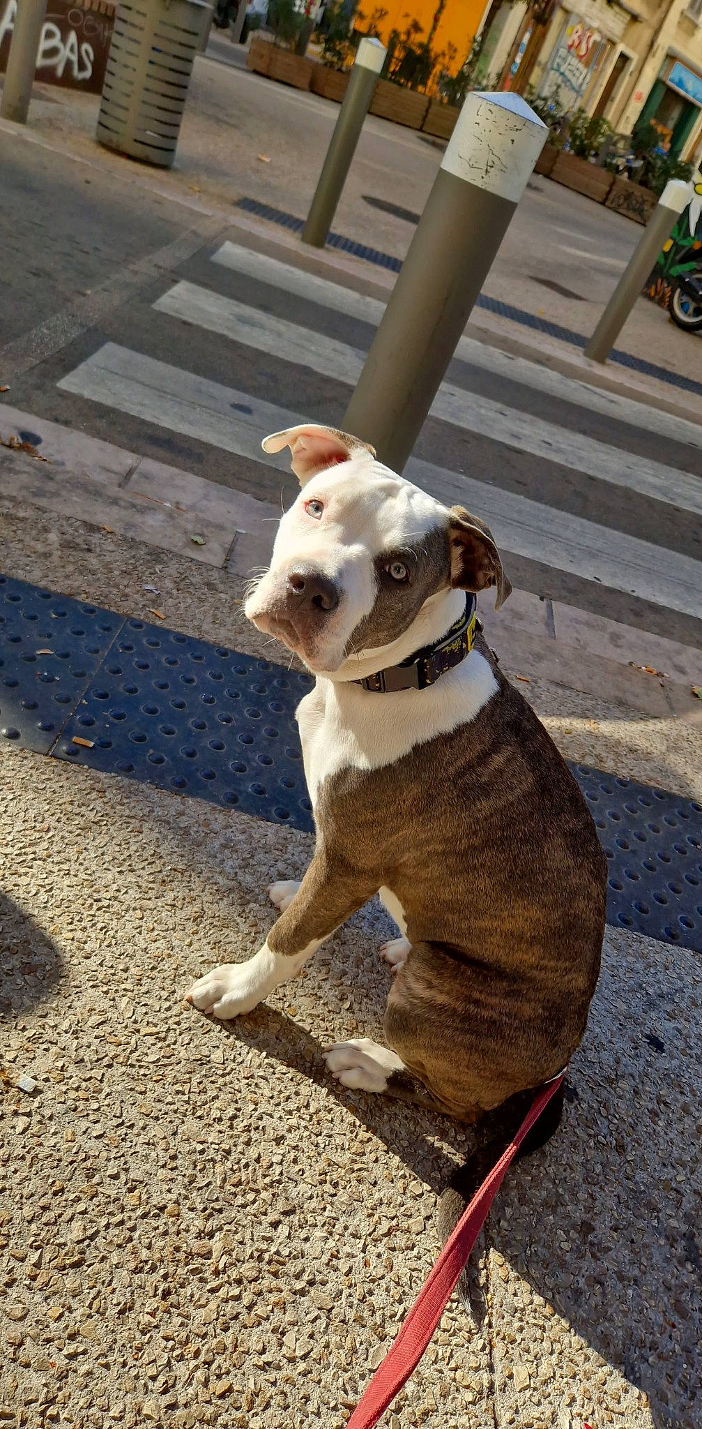 Thémis a rejoint le concours — aidez-le/la à gagner de superbes lots ! bulldog, canidae, carnivore, collar, companion_dog, dog, dog_breed, dog_collar, fawn, fur, leash, molosser, paw, pet_supply, road_surface, snout, sporting_group, tail, toy_dog, working_animal