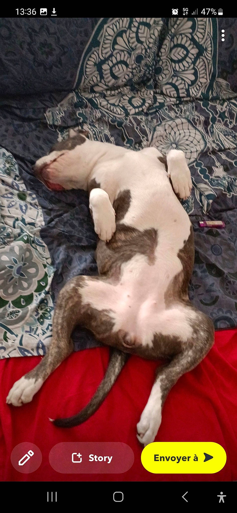 Thémis participe au concours pour gagner de l'argent avec cette photo : carnivore, comfort, companion_dog, dog, dog_breed, felidae, fur, linens, non_sporting_group, paw, puppy, puppy_love, small_to_medium_sized_cats, snout, tail, terrestrial_animal, terrier, toy_dog, whiskers, working_animal