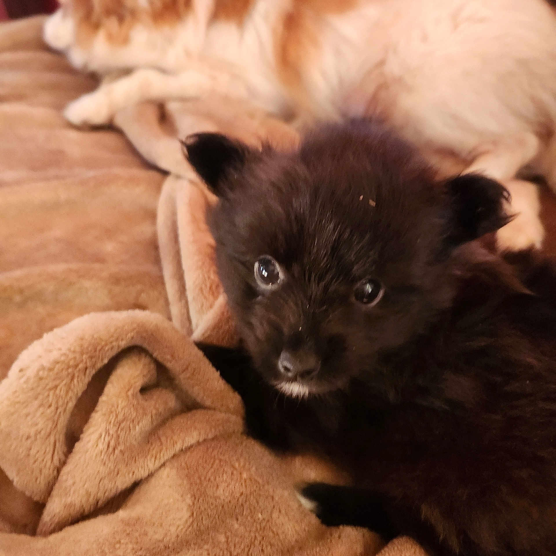 Roxy joined the competition — help win amazing prizes! puppy, dog, black_fur, blanket, soft, cute, pet, animal, indoor, cozy, lying_down, fur, ears, small, companion, resting, cute_pet, young_dog, close_up, domestic_animal