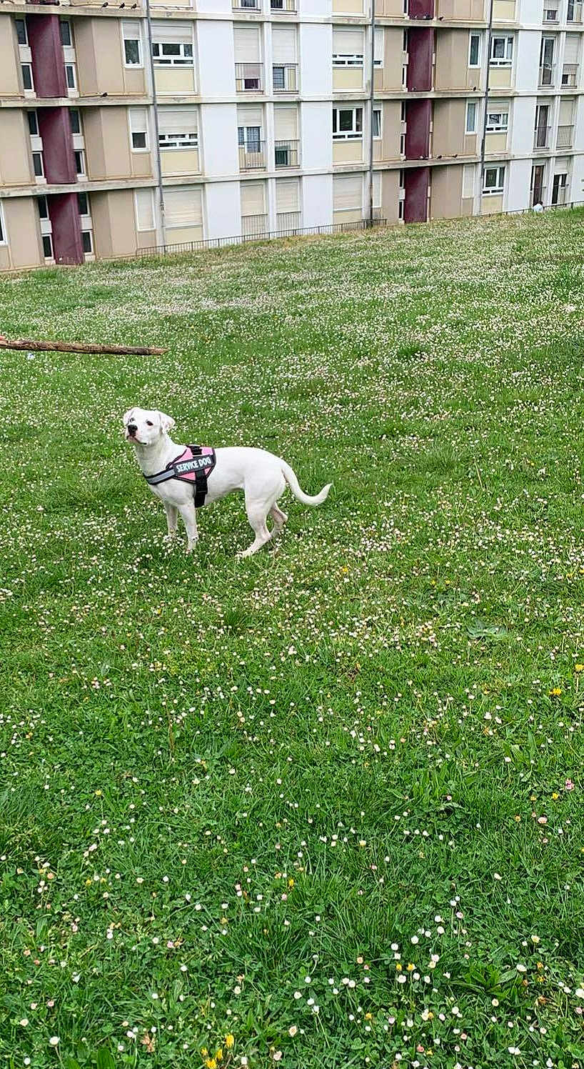 Tania participe au concours pour gagner de l'argent avec cette photo : dog, service_dog, grass, field, flowers, white_dog, outdoor, apartment_building, urban, pet, animal, canine, greenery, nature, daytime, alert, standing, harness, building, lawn